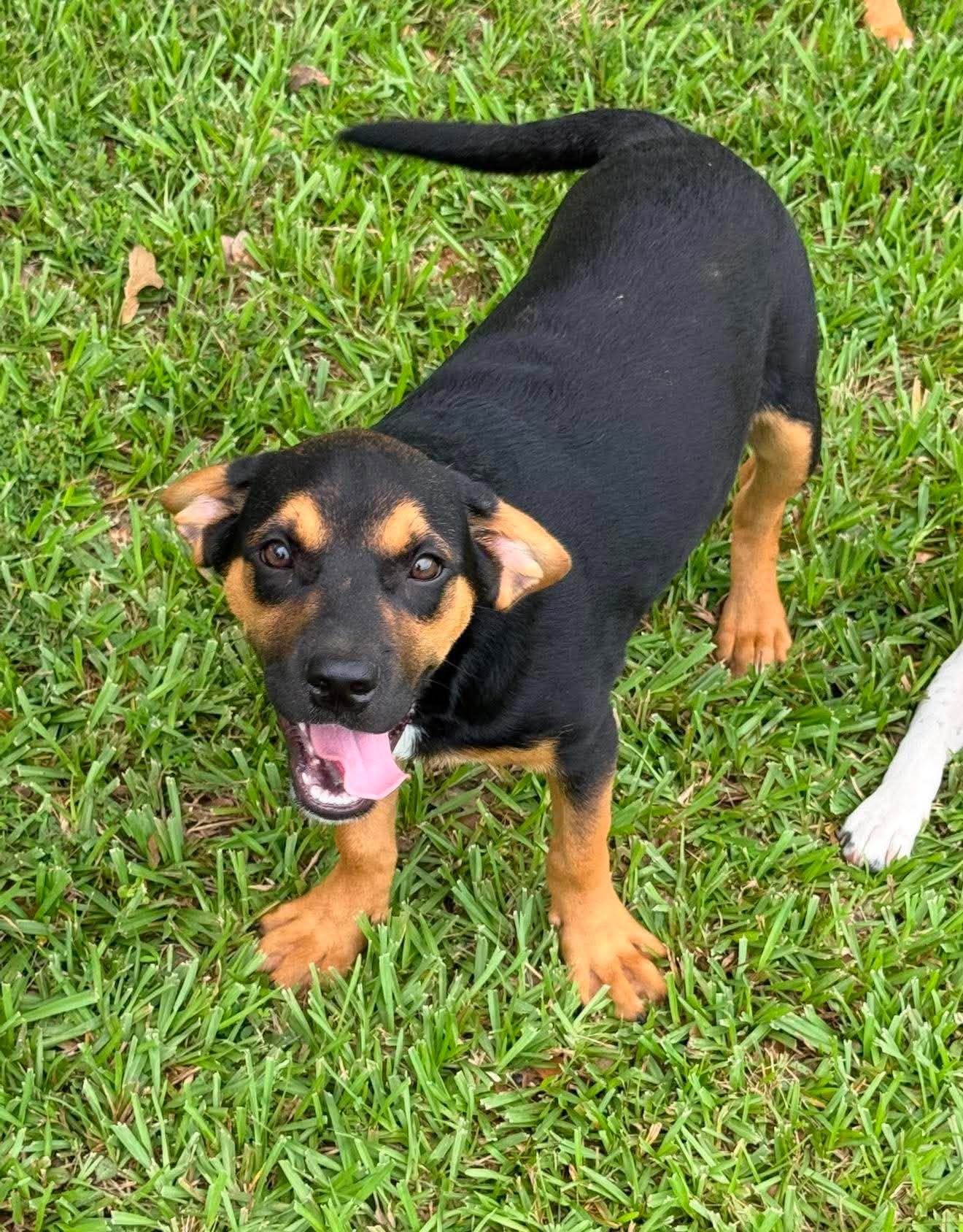 Cody, ADOPTABLE, Puppy Male Mixed Breed.
