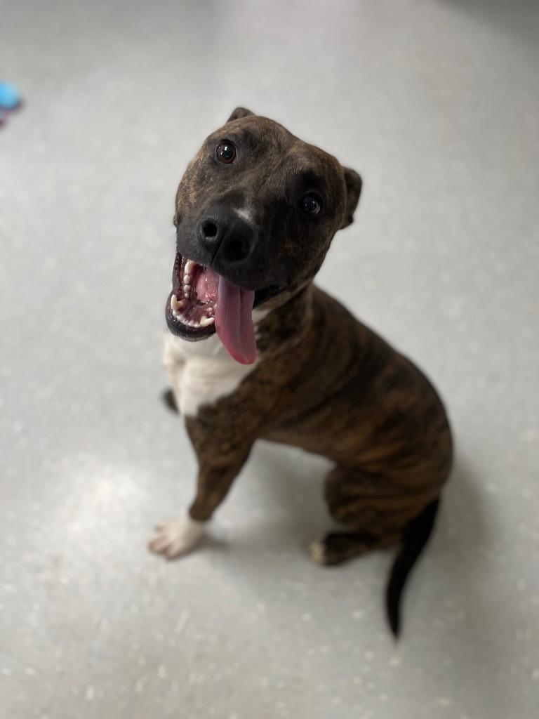 Enlarge Fritos, a Adoptable mixed breed in New Philadelphia, OH image 1/1