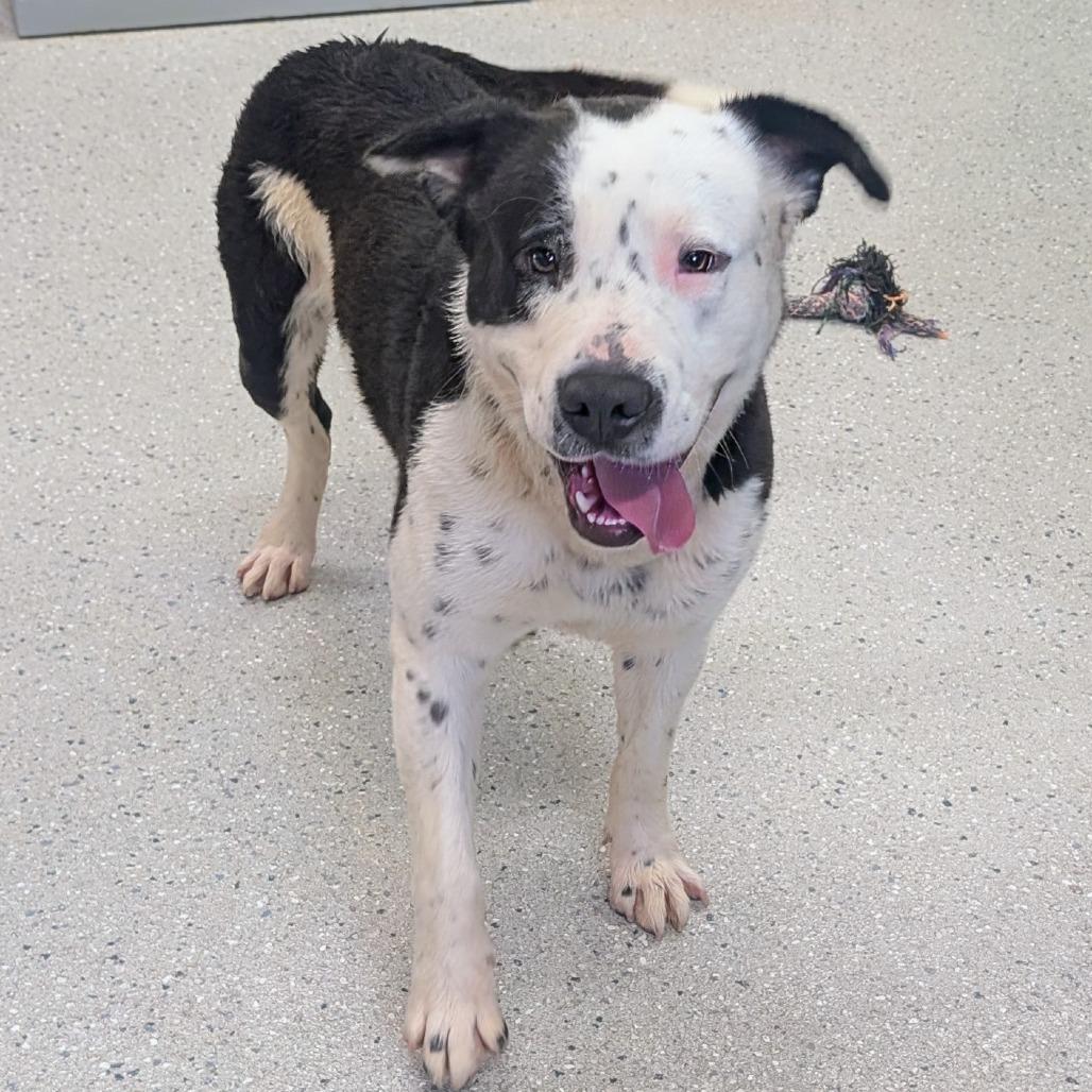 Big Boy, Adoptable, Adult Male Mixed Breed.