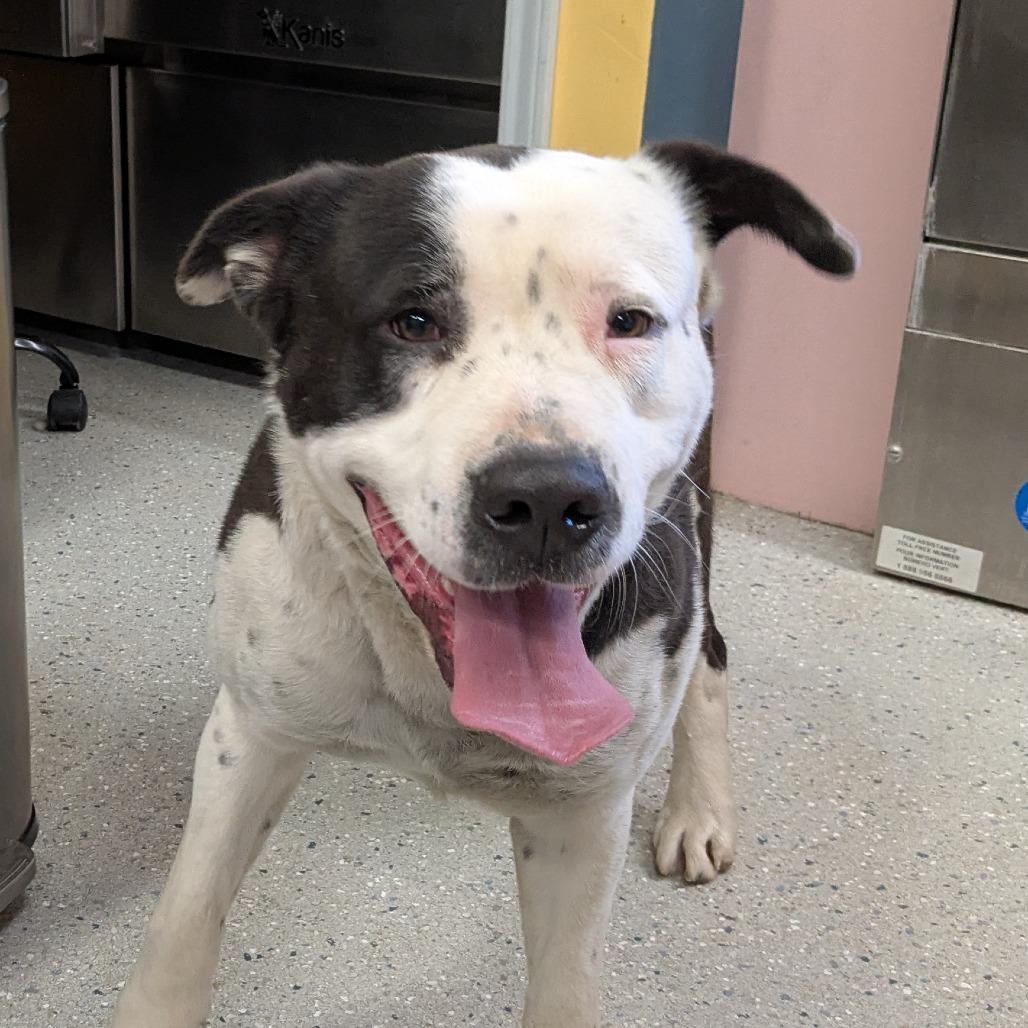 Enlarge Big Boy, a Adoptable Mixed Breed in Huntsville, AR image 1/1