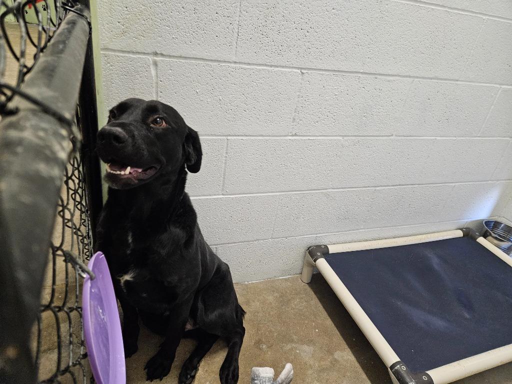 Evie, a Adoptable Labrador Retriever in Morgantown, KY image 1/2