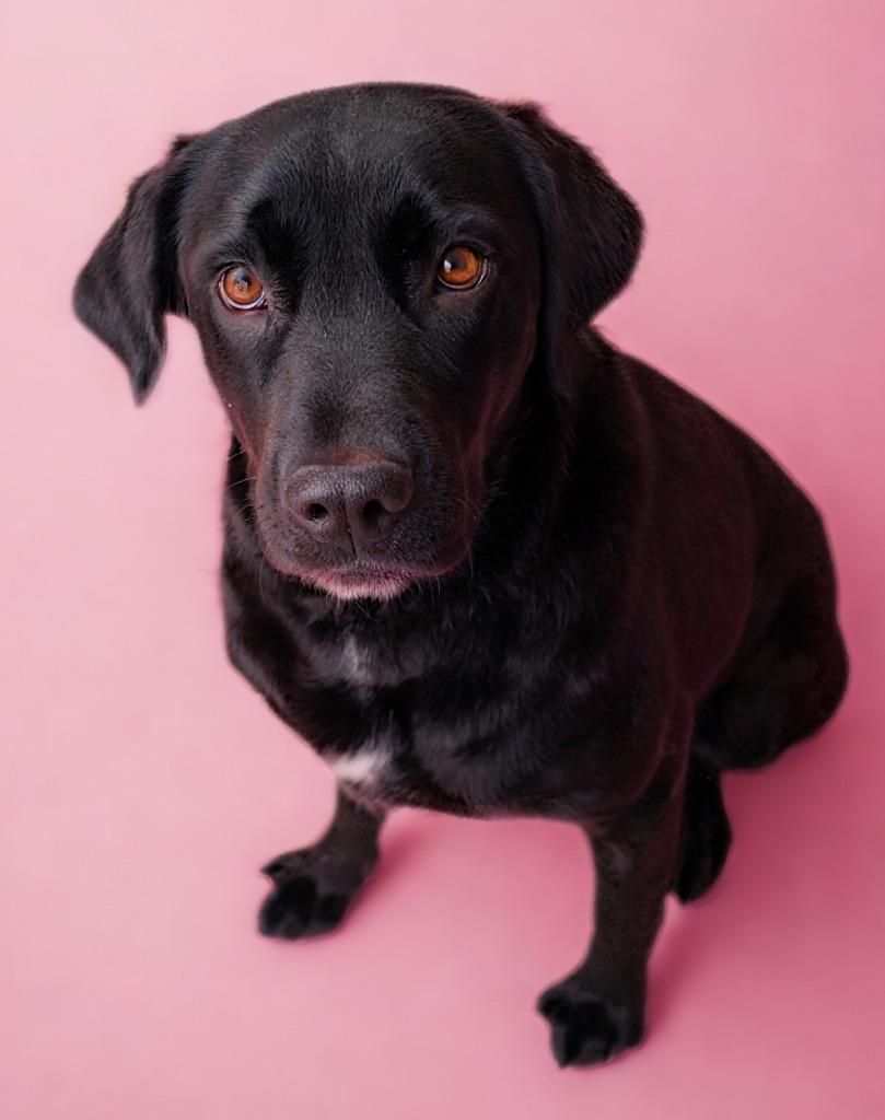 Evie, a Adoptable Labrador Retriever in Morgantown, KY image 2/2