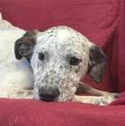 Enlarge Bayou, a Adoptable mixed breed in Madison, WI image 1/3