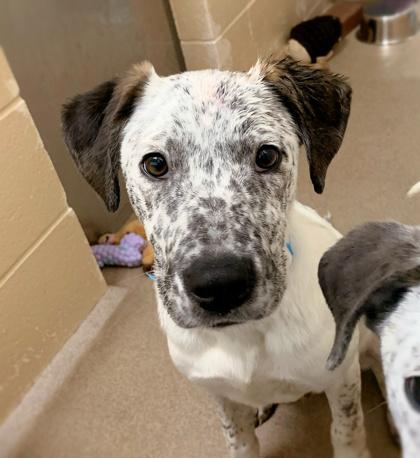 Enlarge Bayou, a Adoptable mixed breed in Madison, WI image 2/3