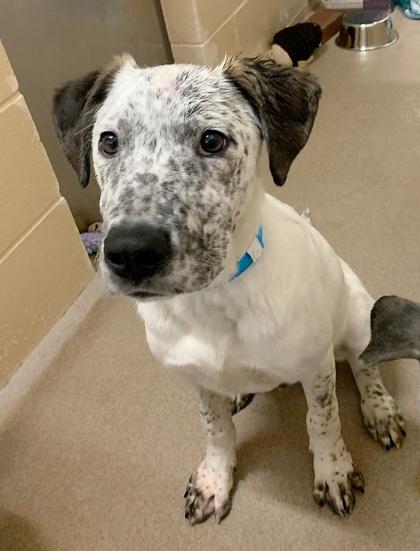 Enlarge Bayou, a Adoptable mixed breed in Madison, WI image 3/3