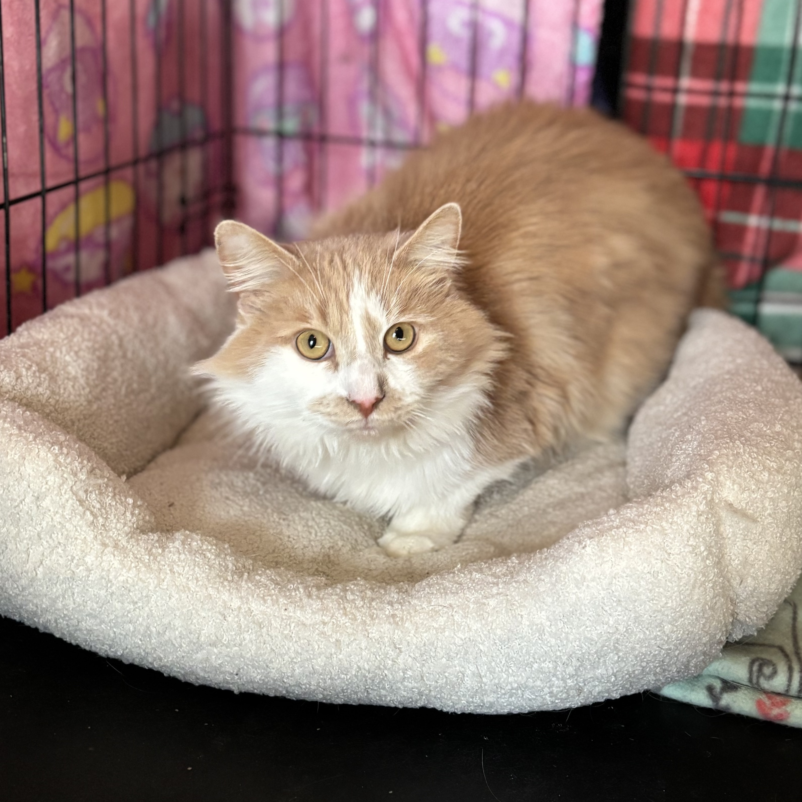 Enlarge Oliver, a Adopted mixed breed in Plainville, CT image 4/4