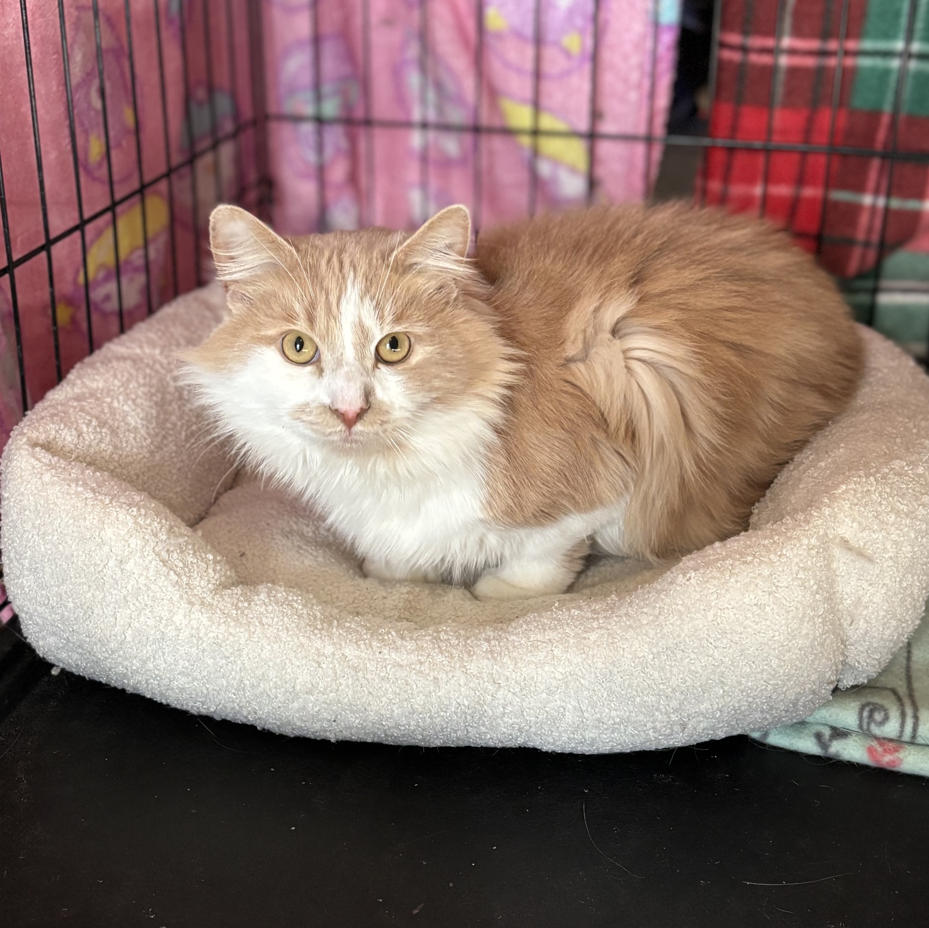 Enlarge Oliver, a Adopted mixed breed in Plainville, CT image 3/4