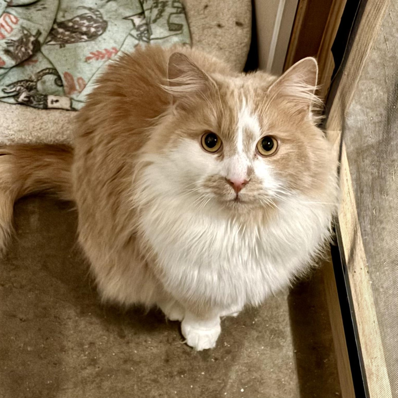 Enlarge Oliver, a Adopted mixed breed in Plainville, CT image 1/4