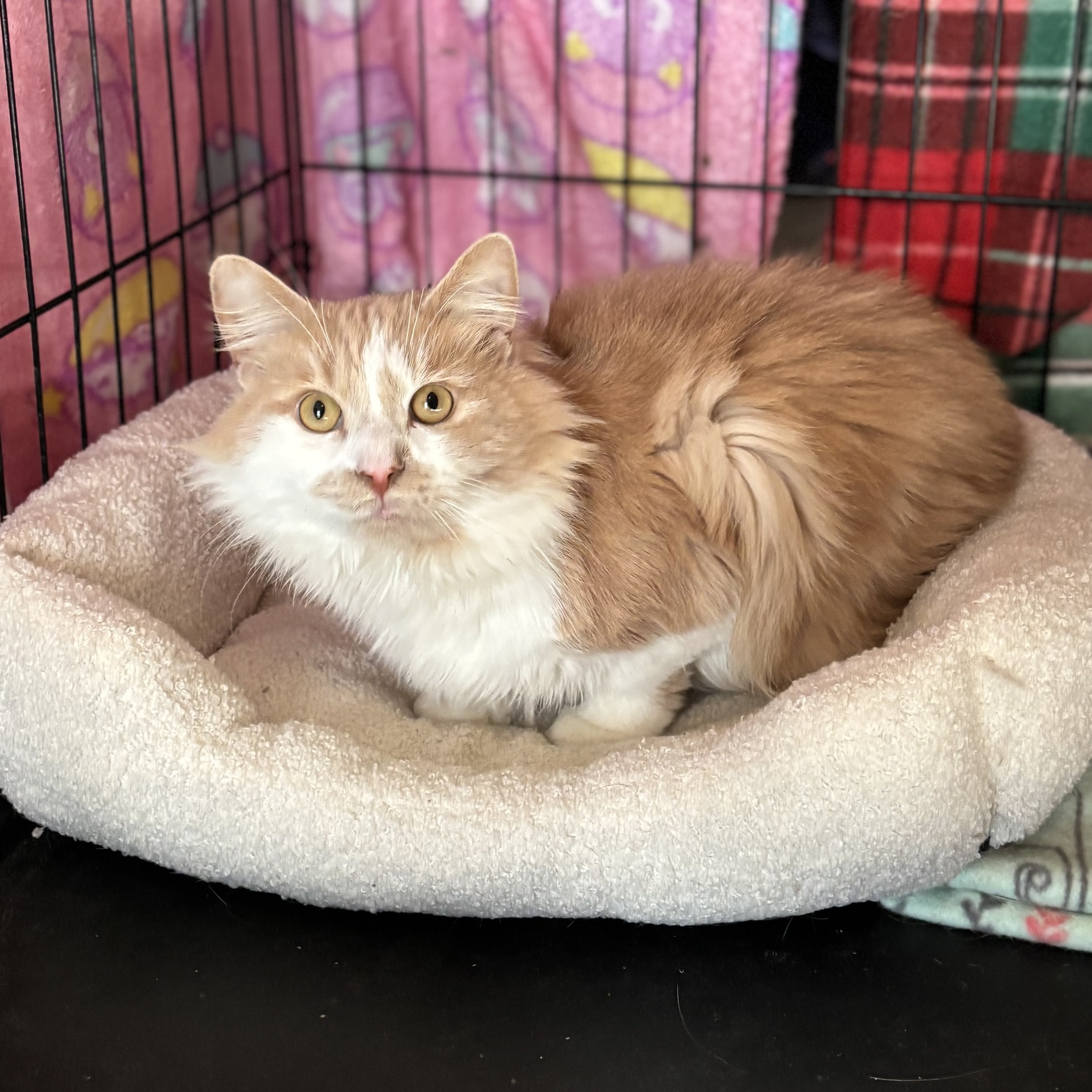 Enlarge Oliver, a Adopted mixed breed in Plainville, CT image 2/4