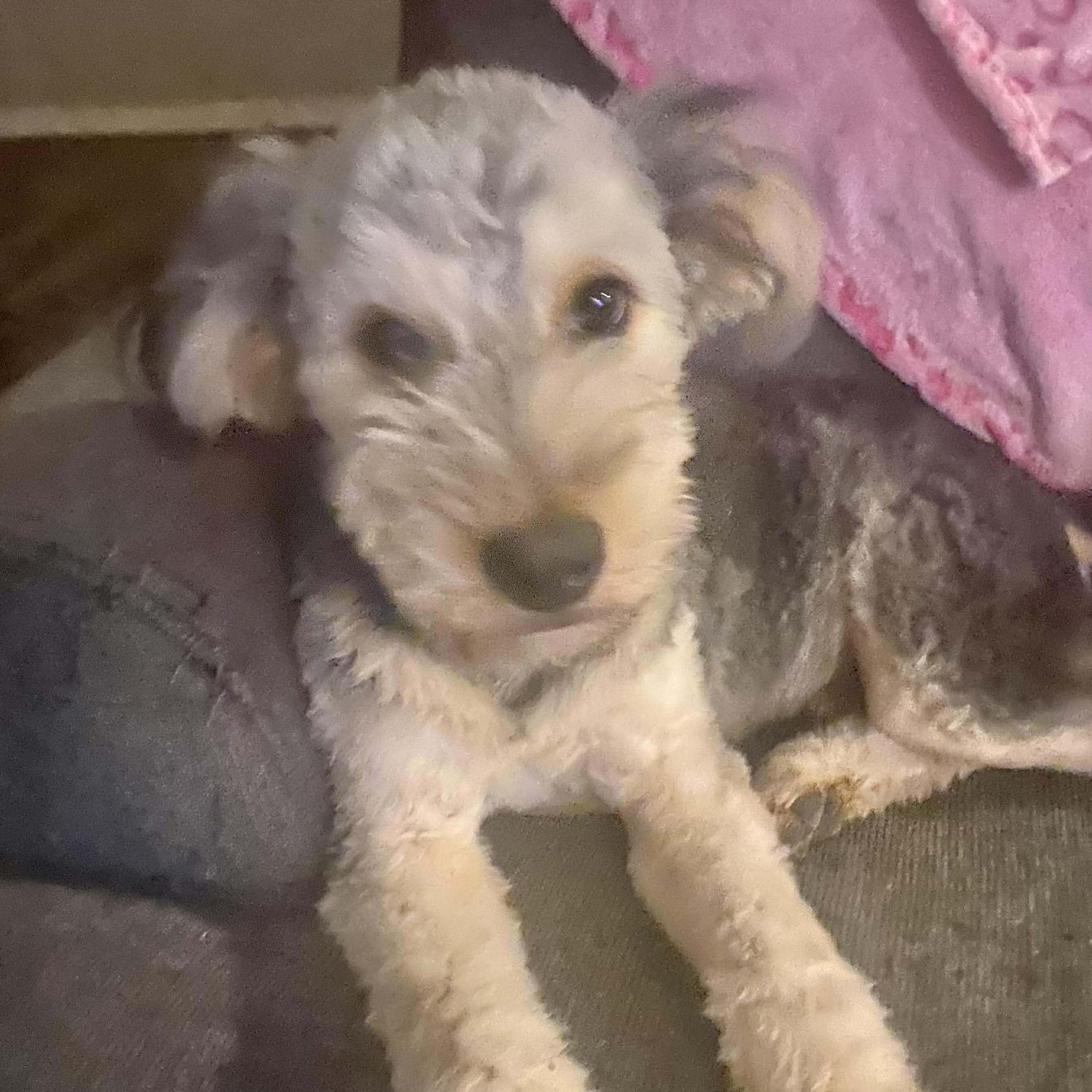 Julian, adoptable, Young Male Poodle & Schnauzer.