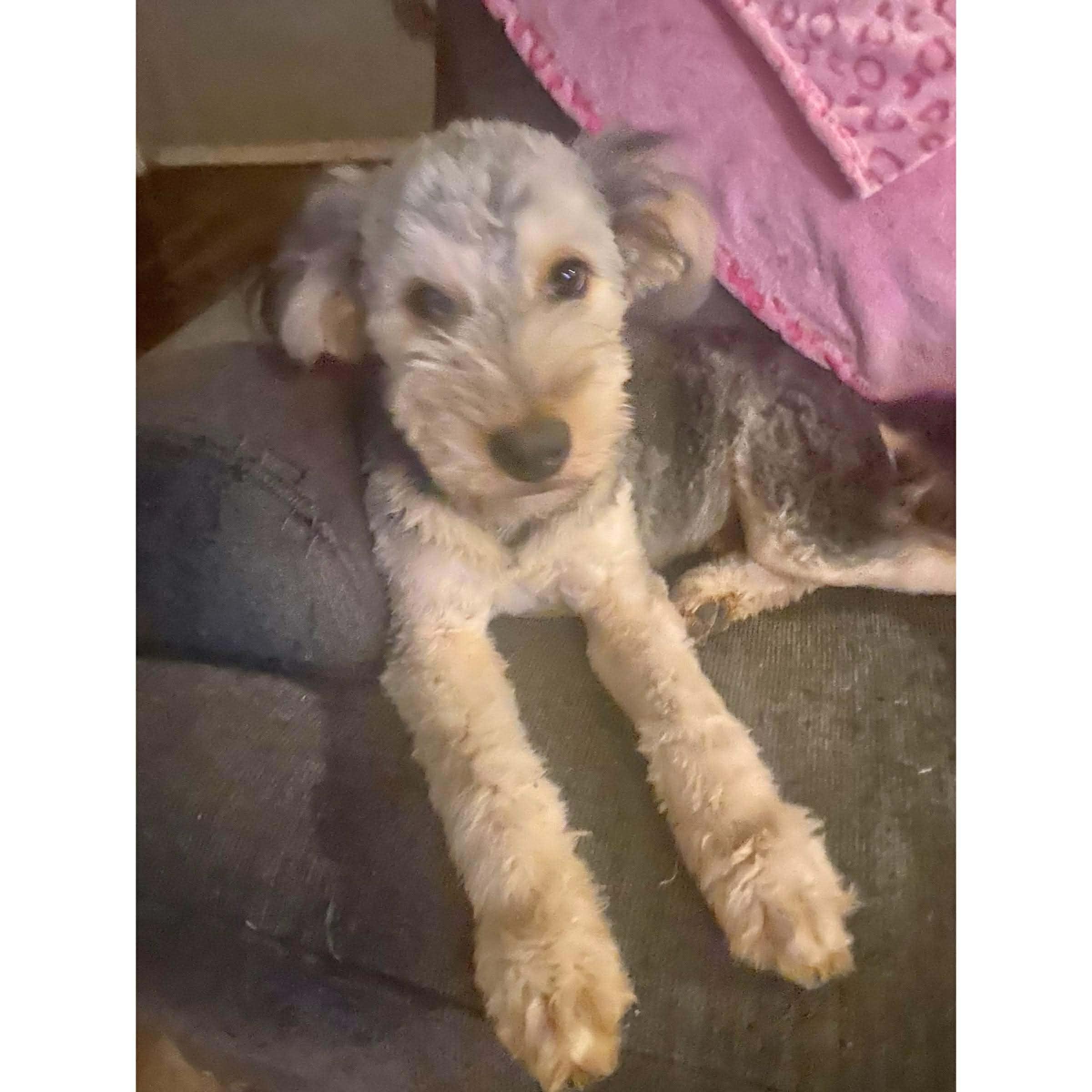 Enlarge Julian, an adoptable mixed breed in Boulder, CO image 2/2