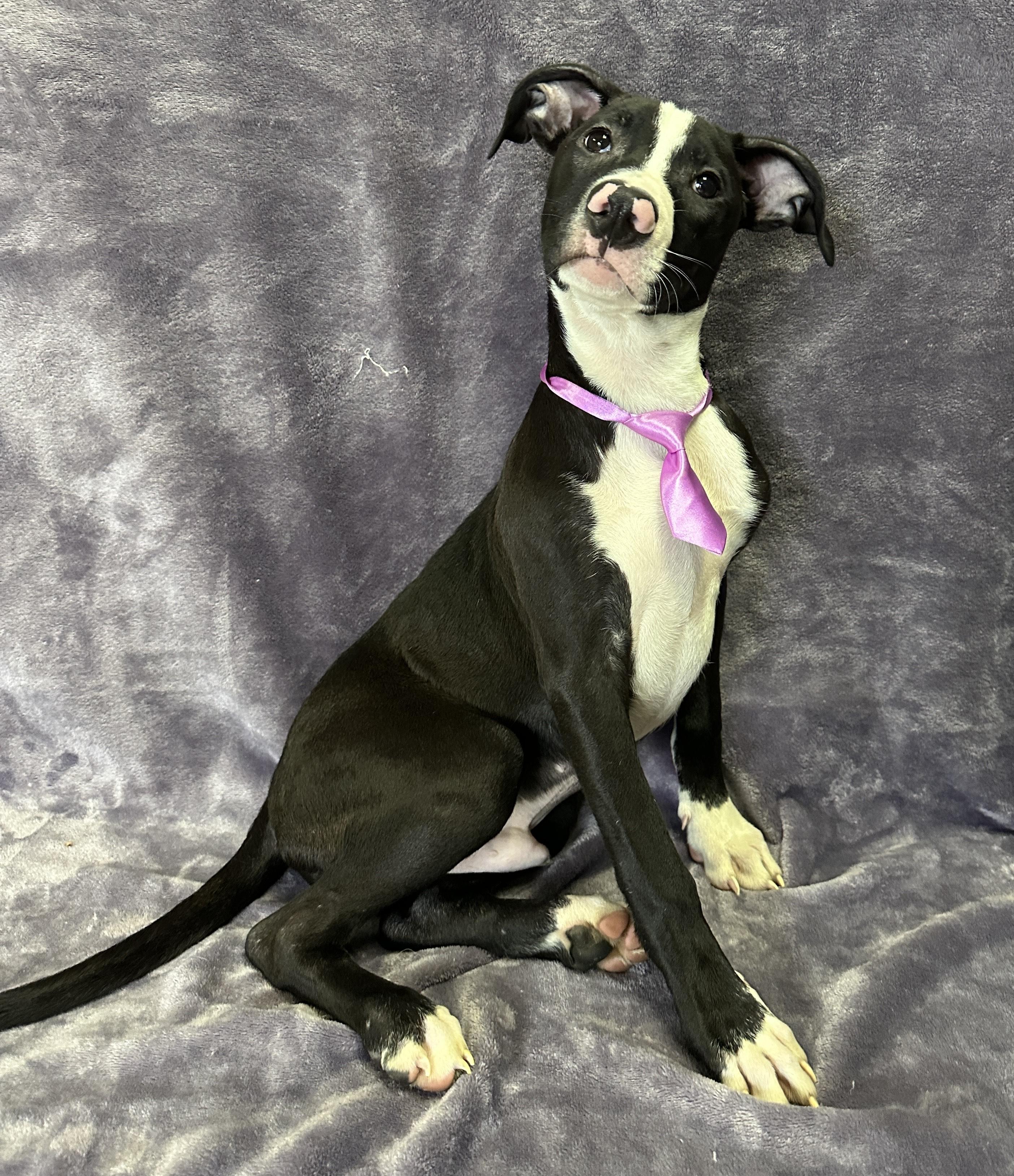 Enlarge Milo, an adopted Mixed Breed in Lodi, CA image 5/5