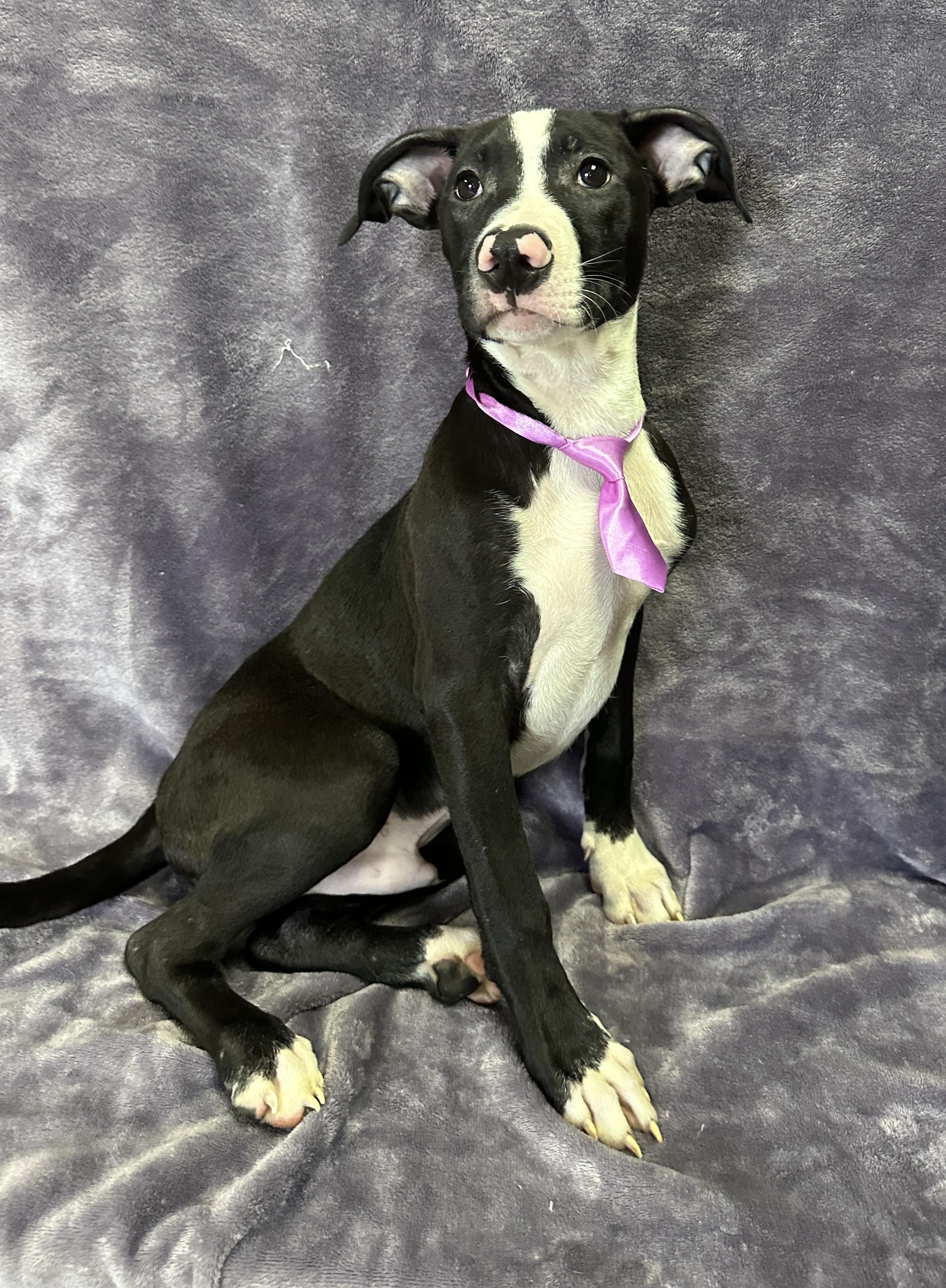 Enlarge Milo, an adopted Mixed Breed in Lodi, CA image 4/5