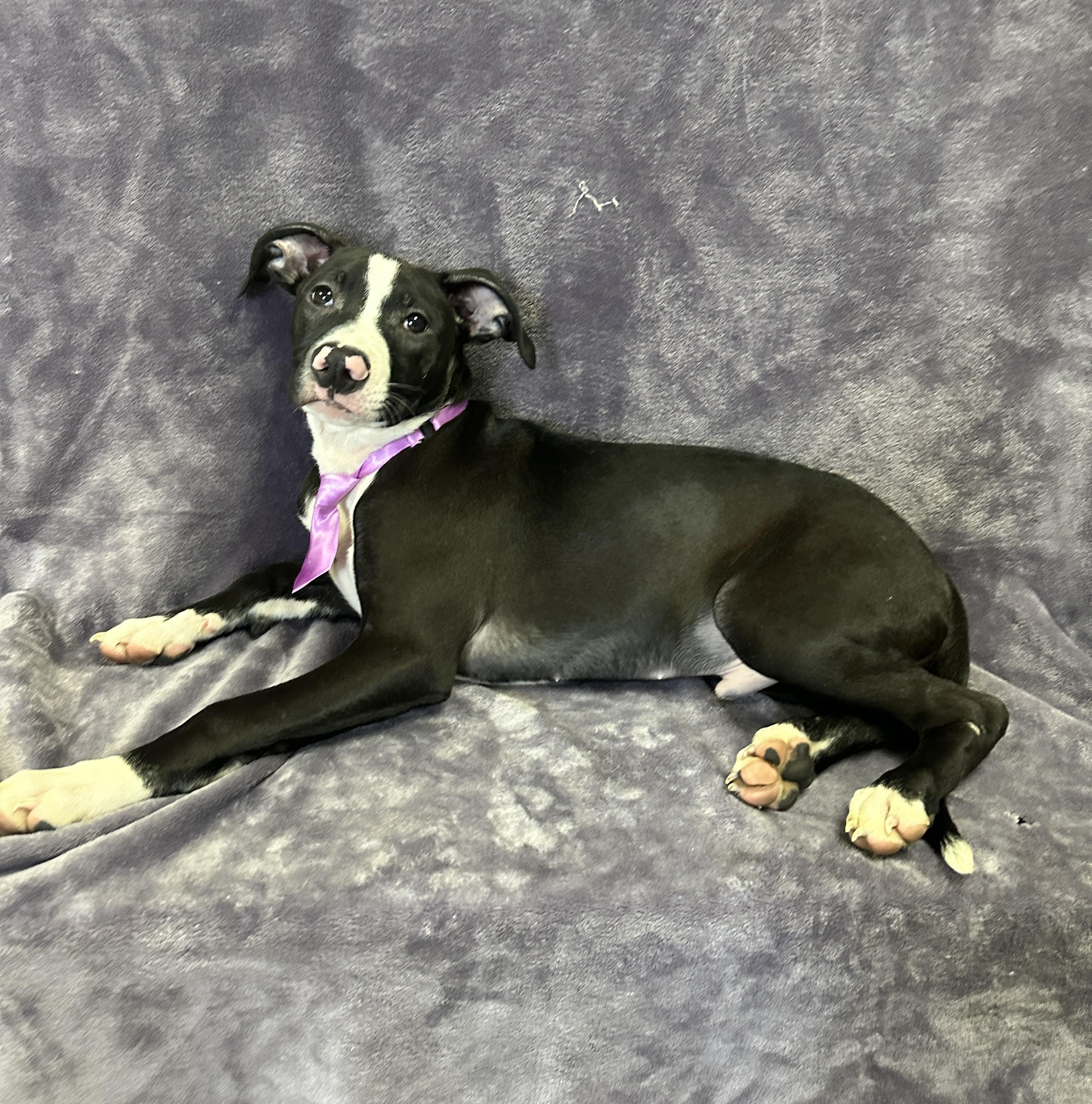 Enlarge Milo, an adopted Mixed Breed in Lodi, CA image 3/5