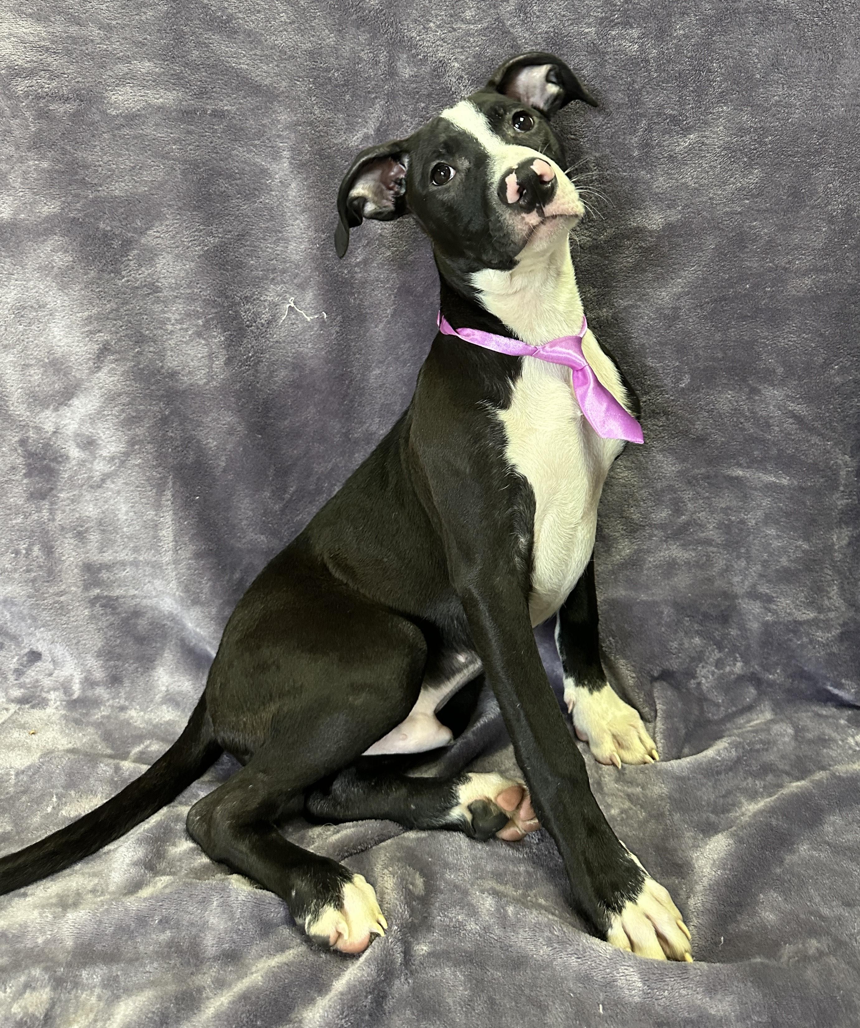 Enlarge Milo, an adopted Mixed Breed in Lodi, CA image 1/5