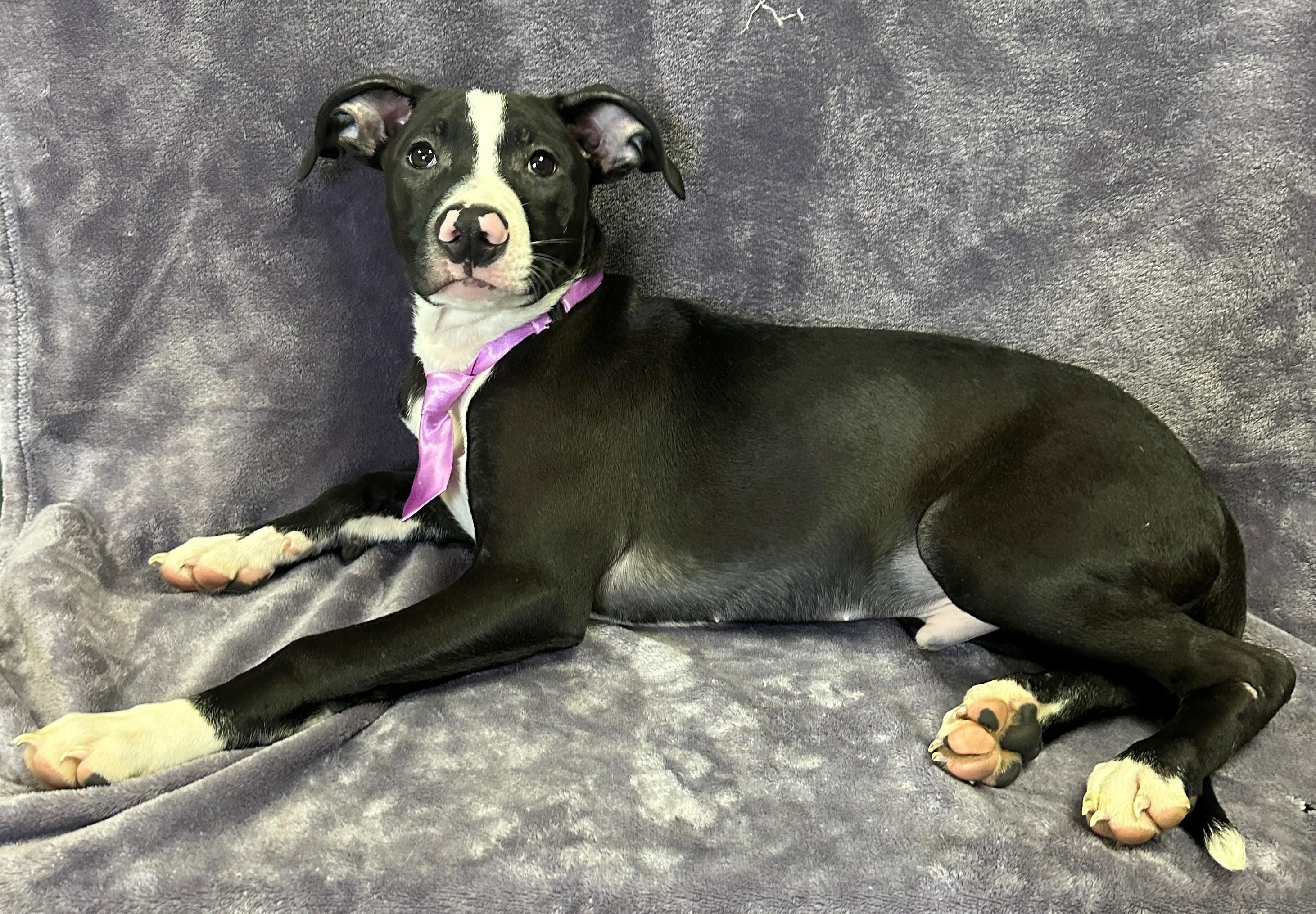 Enlarge Milo, an adopted Mixed Breed in Lodi, CA image 2/5