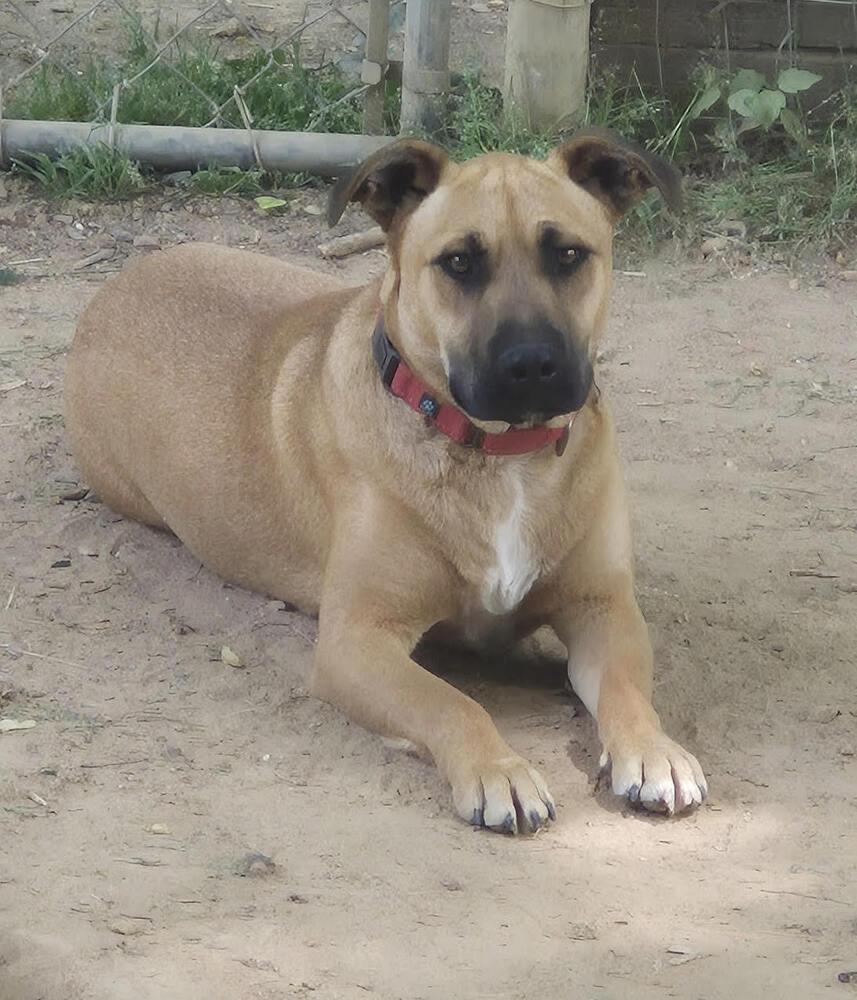 Enlarge Maverick, a Adoptable Mixed Breed in Chattanooga, TN image 1/3