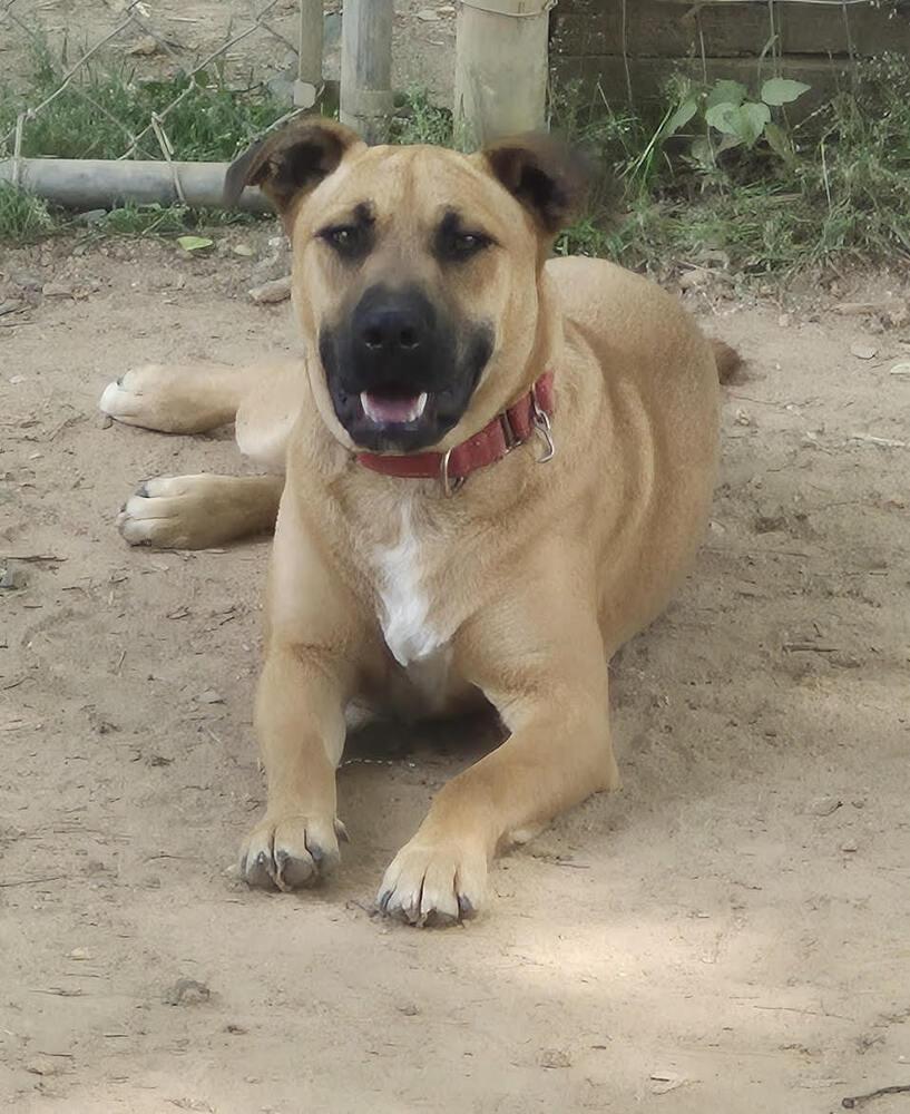 Enlarge Maverick, a Adoptable Mixed Breed in Chattanooga, TN image 2/3