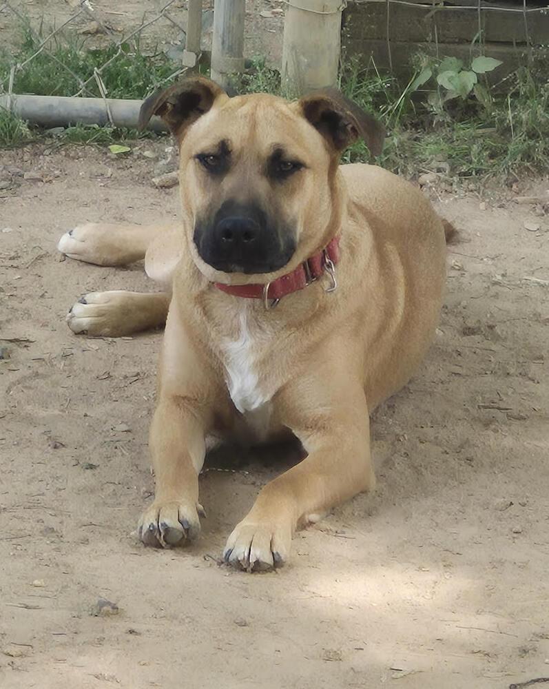 Enlarge Maverick, a Adoptable Mixed Breed in Chattanooga, TN image 3/3