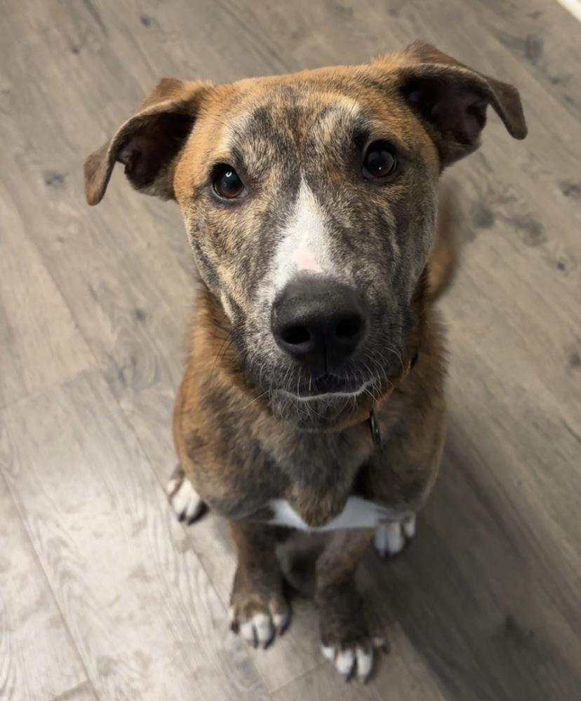 Enlarge Brutus, a Adoptable mixed breed in Wendell, NC image 1/5
