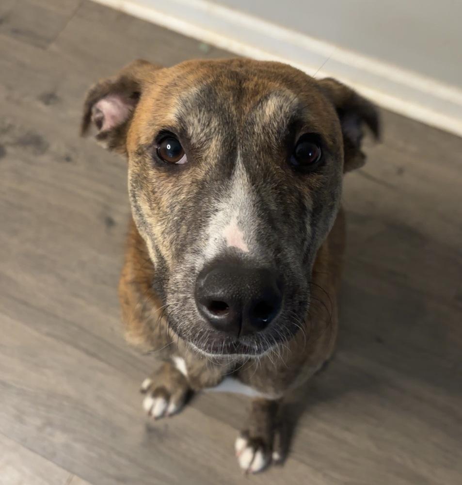 Enlarge Brutus, a Adoptable mixed breed in Wendell, NC image 2/5