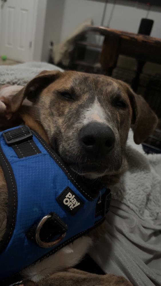 Enlarge Brutus, a Adoptable mixed breed in Wendell, NC image 3/5