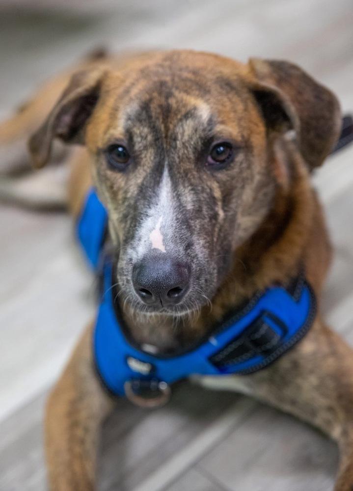 Enlarge Brutus, a Adoptable mixed breed in Wendell, NC image 4/5