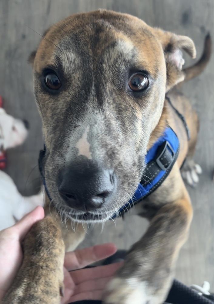 Enlarge Brutus, a Adoptable mixed breed in Wendell, NC image 5/5