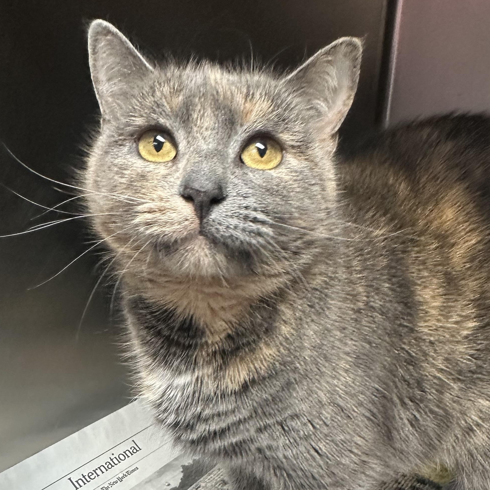 Enlarge Star, an adopted Dilute Tortoiseshell in Clifton, NJ image 1/6