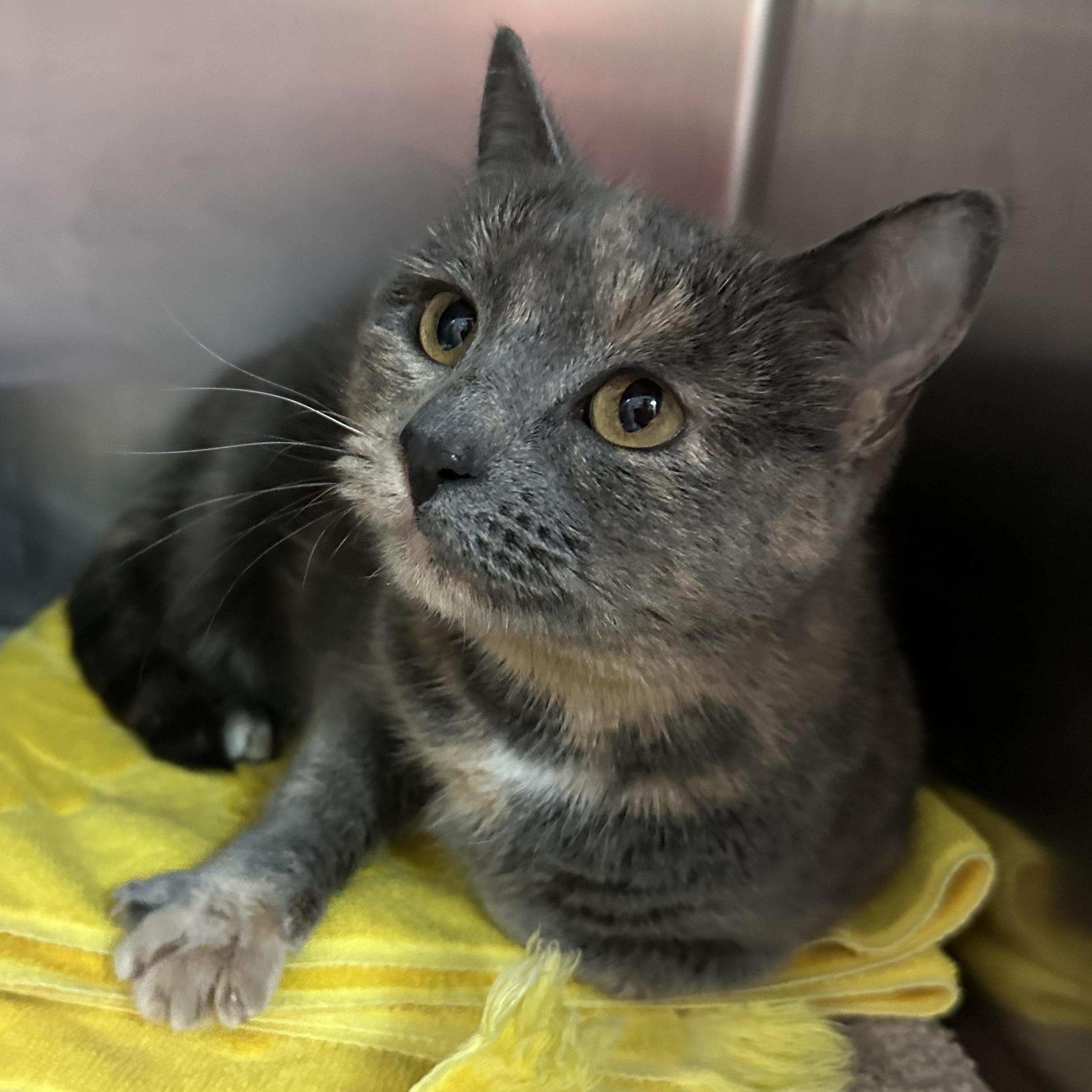 Enlarge Star, an adopted Dilute Tortoiseshell in Clifton, NJ image 3/6