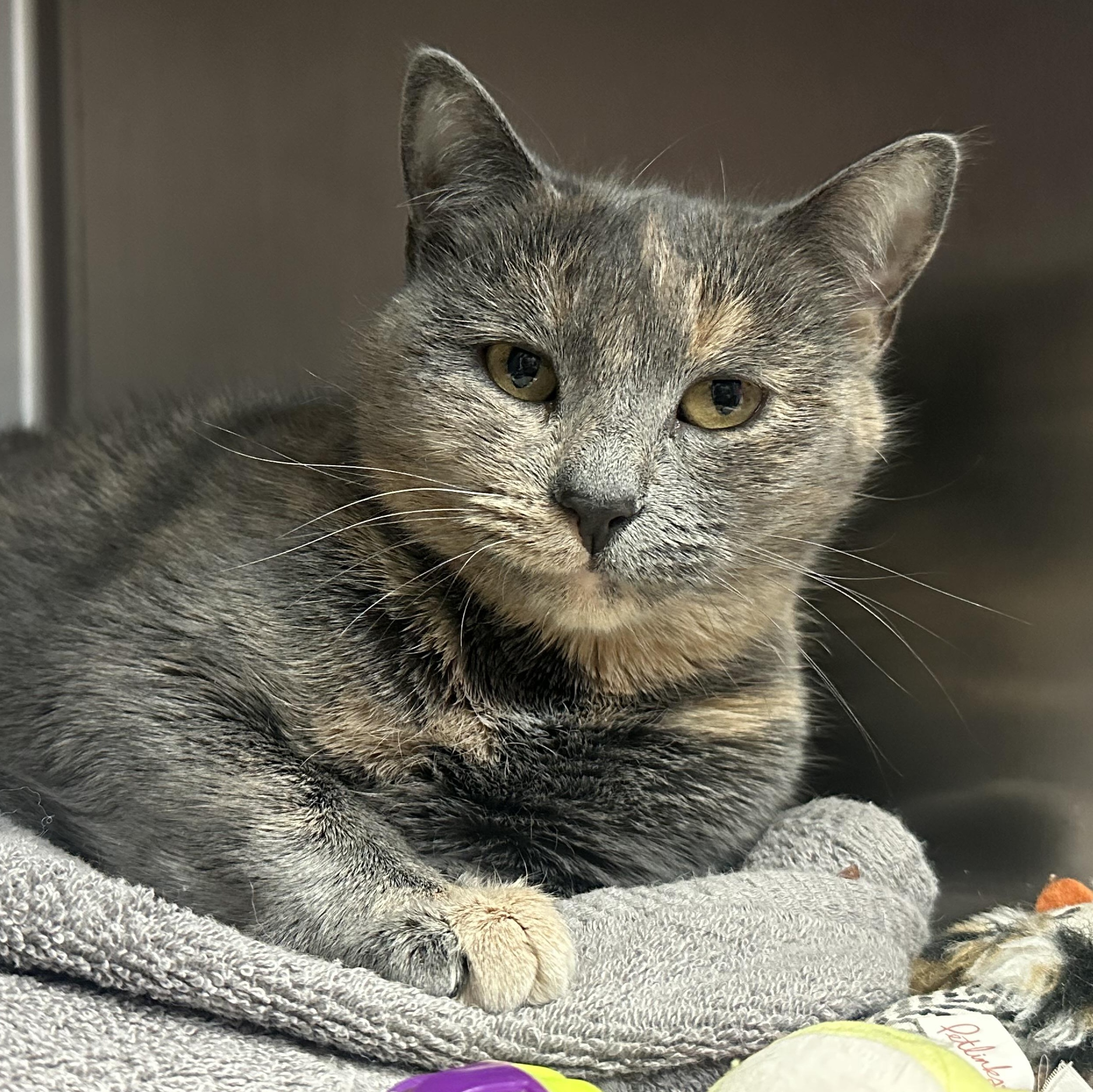 Enlarge Star, an adopted Dilute Tortoiseshell in Clifton, NJ image 4/6