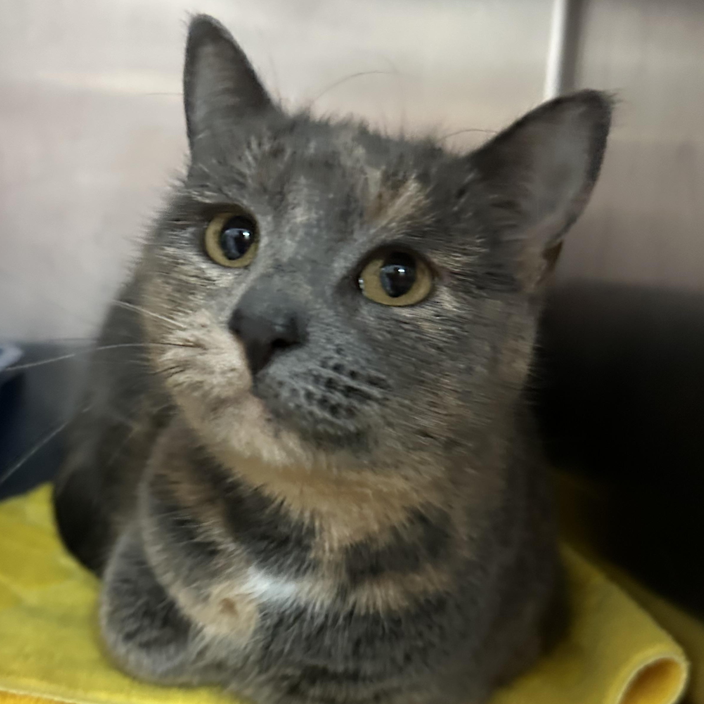 Enlarge Star, an adopted Dilute Tortoiseshell in Clifton, NJ image 2/6