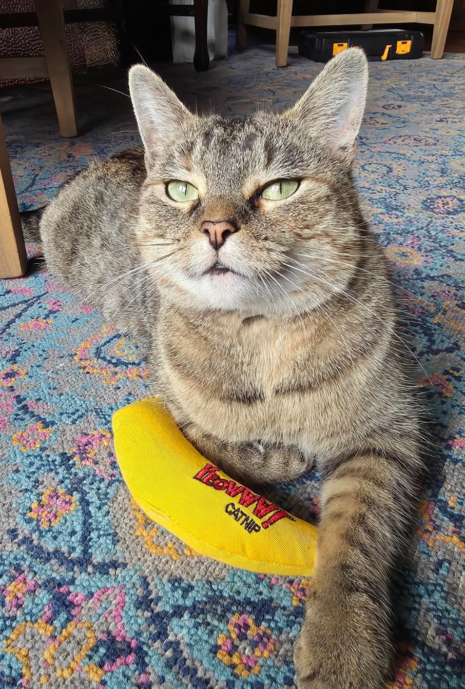 Enlarge Martha ( outgoing and sweet), a ADOPTABLE American Shorthair in Staten Island, NY image 1/6