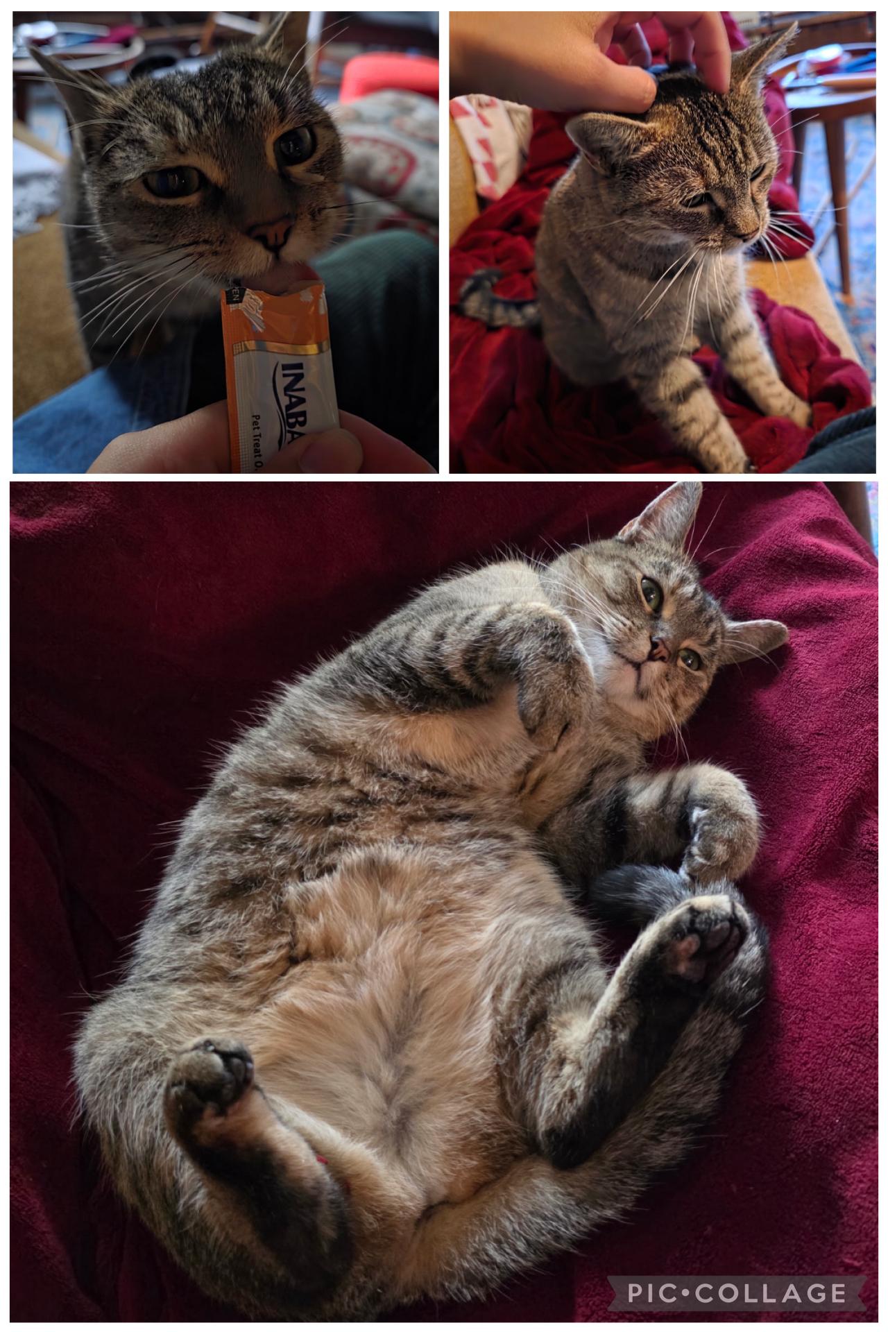 Enlarge Martha ( outgoing and sweet), a ADOPTABLE American Shorthair in Staten Island, NY image 2/6