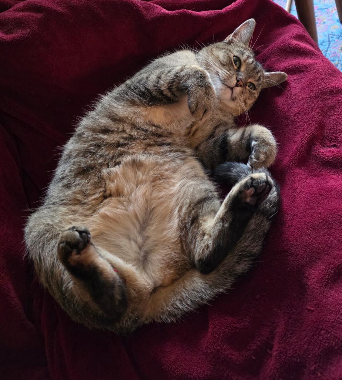 Enlarge Martha ( outgoing and sweet), a ADOPTABLE American Shorthair in Staten Island, NY image 3/6