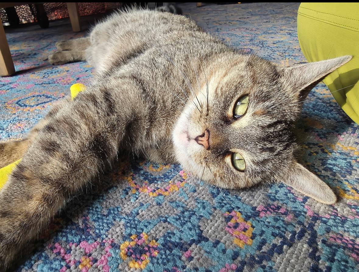 Martha ( outgoing and sweet), ADOPTABLE, Adult Female Domestic Short Hair.