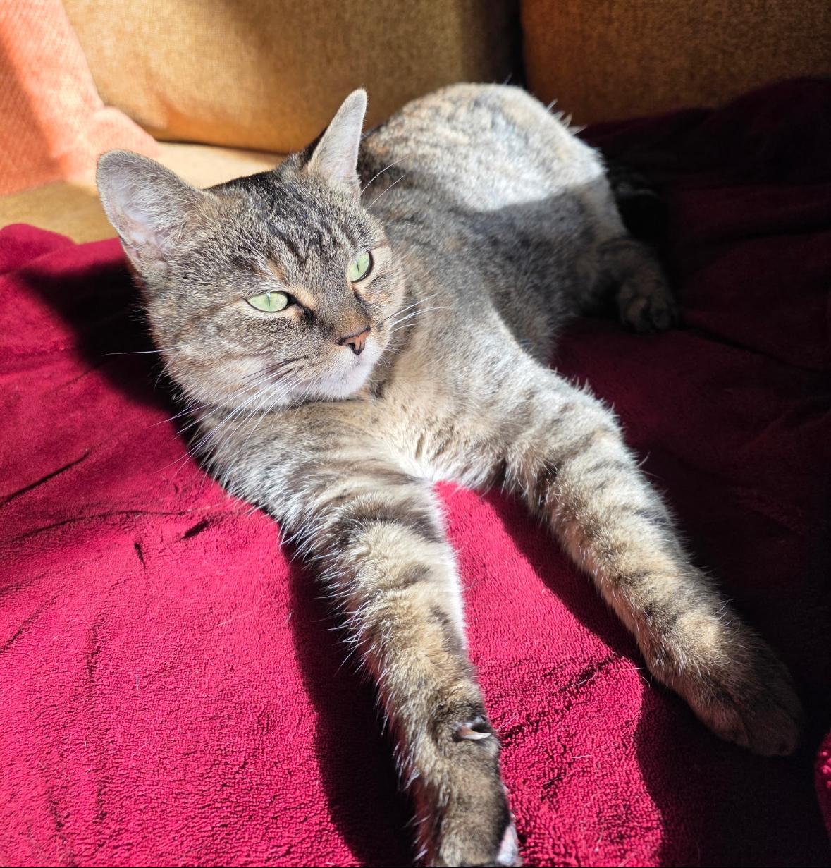 Enlarge Martha ( outgoing and sweet), a ADOPTABLE American Shorthair in Staten Island, NY image 5/6