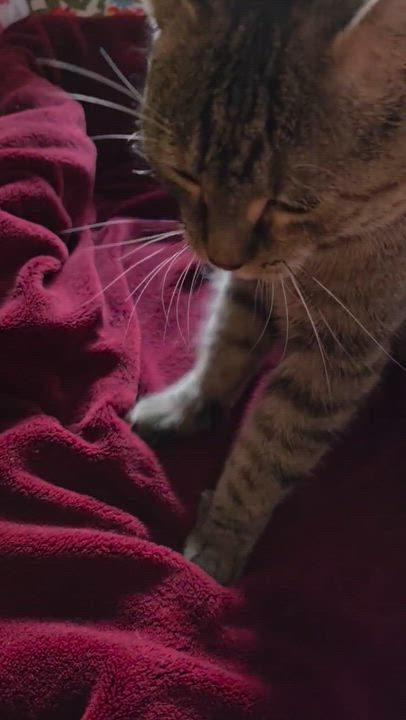 Enlarge Martha ( outgoing and sweet), a ADOPTABLE American Shorthair in Staten Island, NY video 6/6