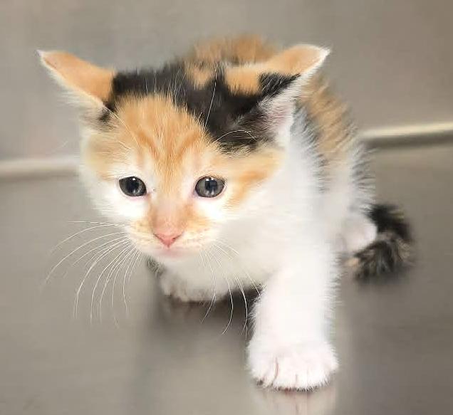 Effie, adopted, Kitten Female Domestic Short Hair.