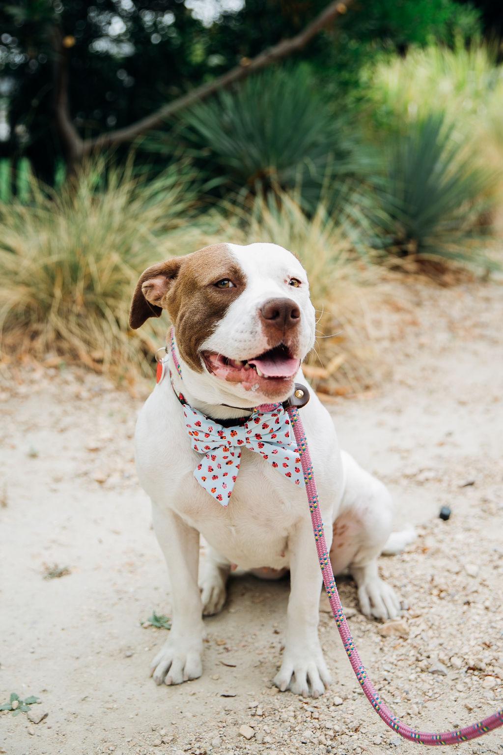 Hi Im Jellyfish nice to meet you Im a really nice dog Approx 2 years old 5