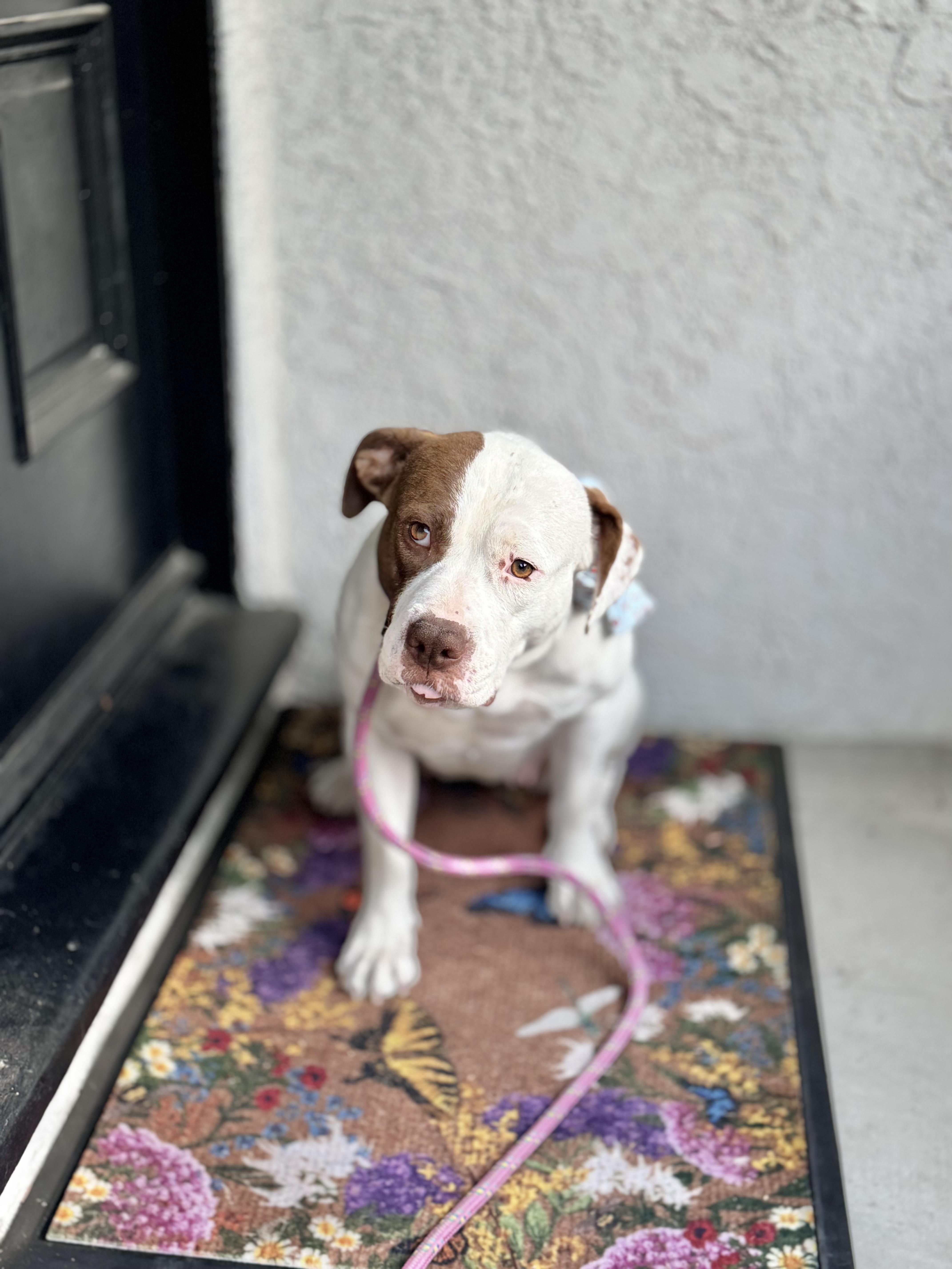 Hi Im Jellyfish nice to meet you Im a really nice dog Approx 2 years old 50 lbs and good