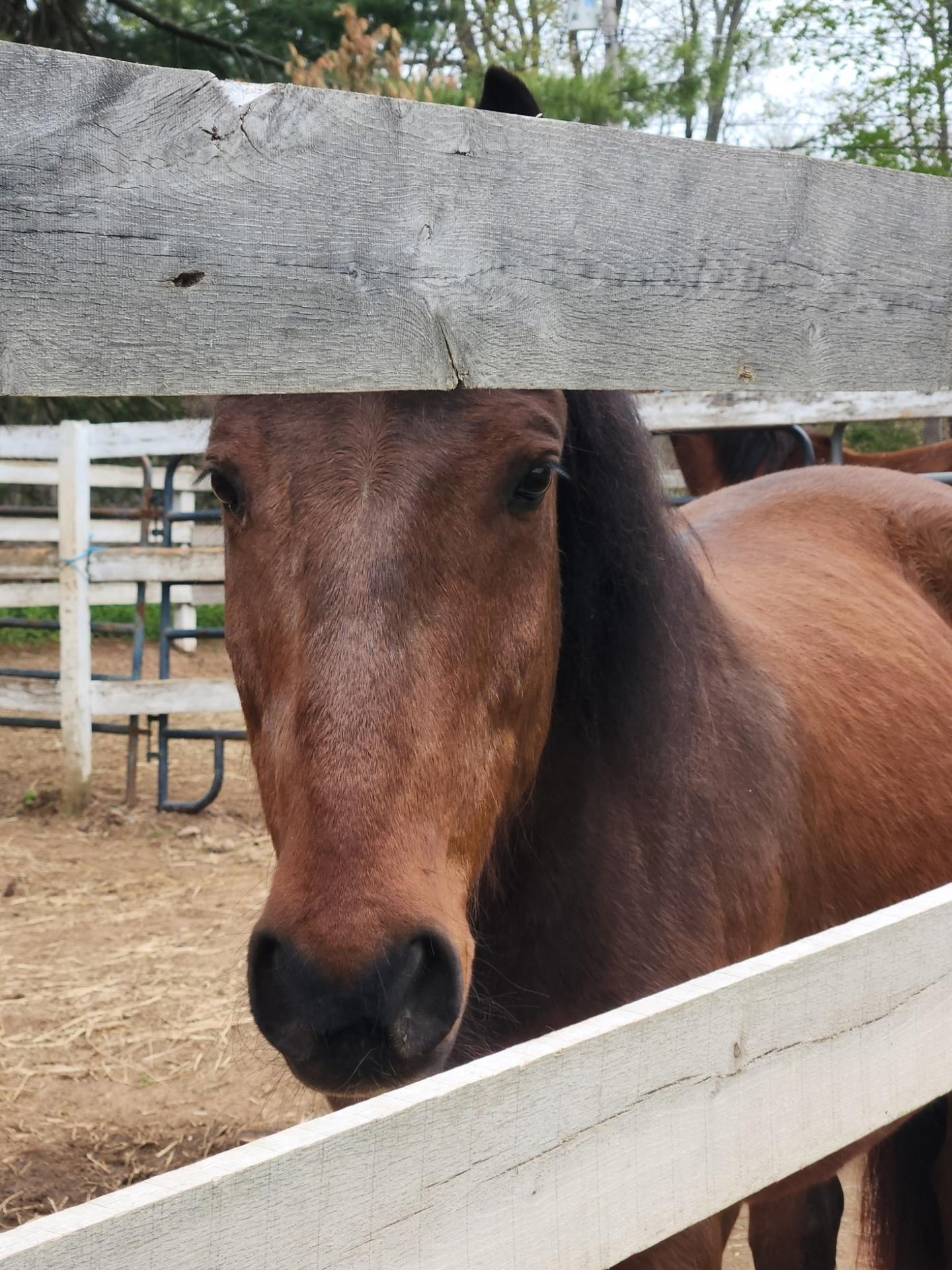 Ablo, Adoptable, Adult Male Mustang.