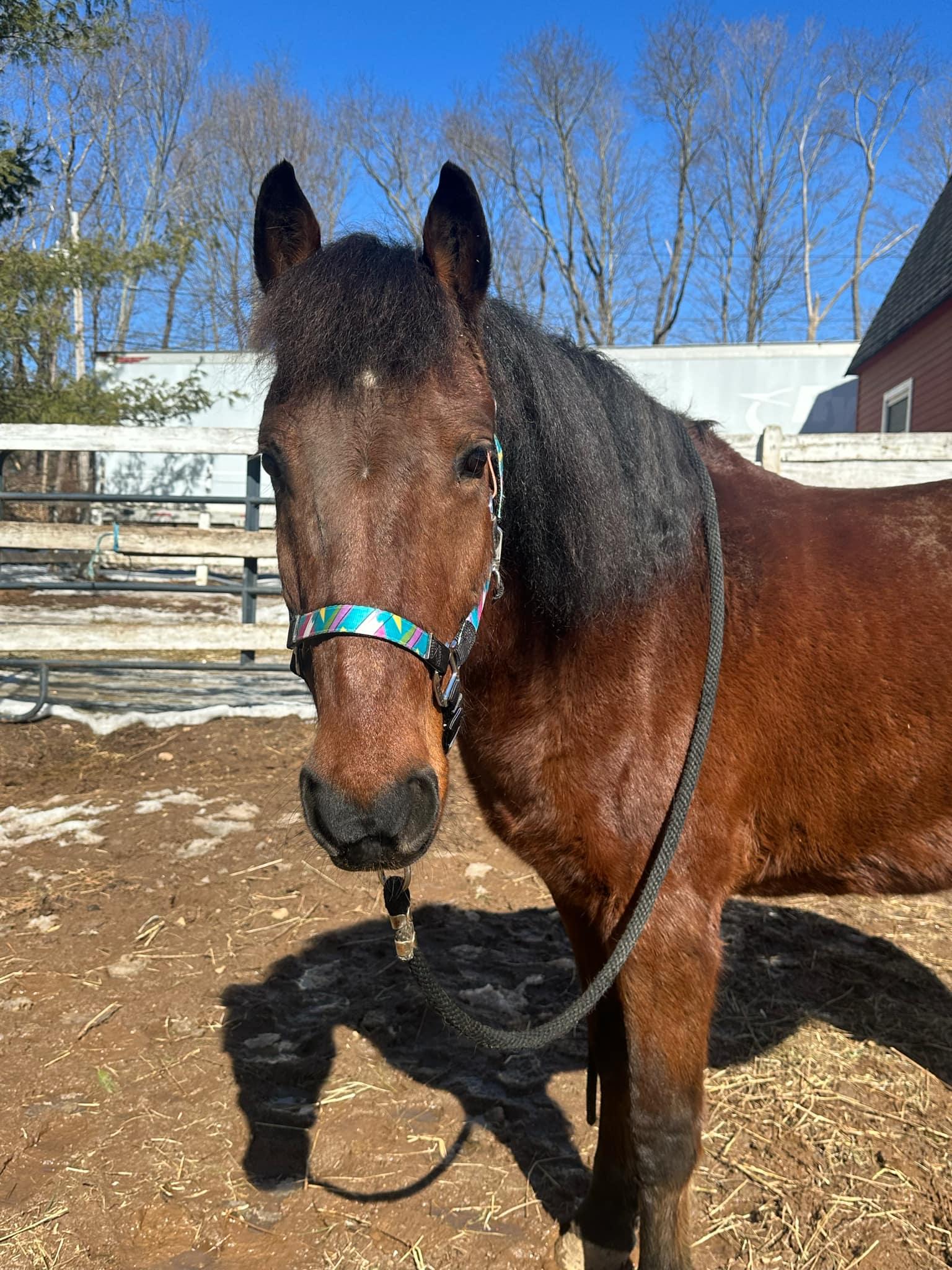 Enlarge Ablo, a Adoptable Mustang in Northford, CT image 2/3