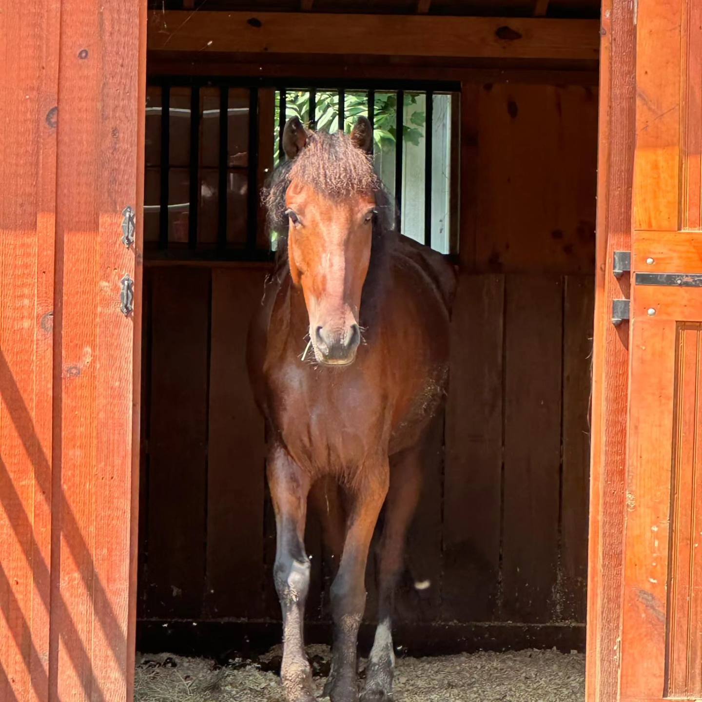 Ablo, Adult Male Mustang