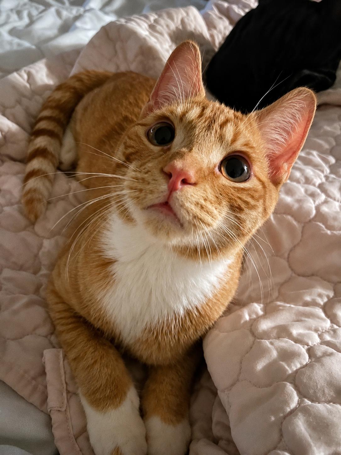 Enlarge Lewis, a Adoptable Domestic Short Hair in Tulsa, OK image 2/3