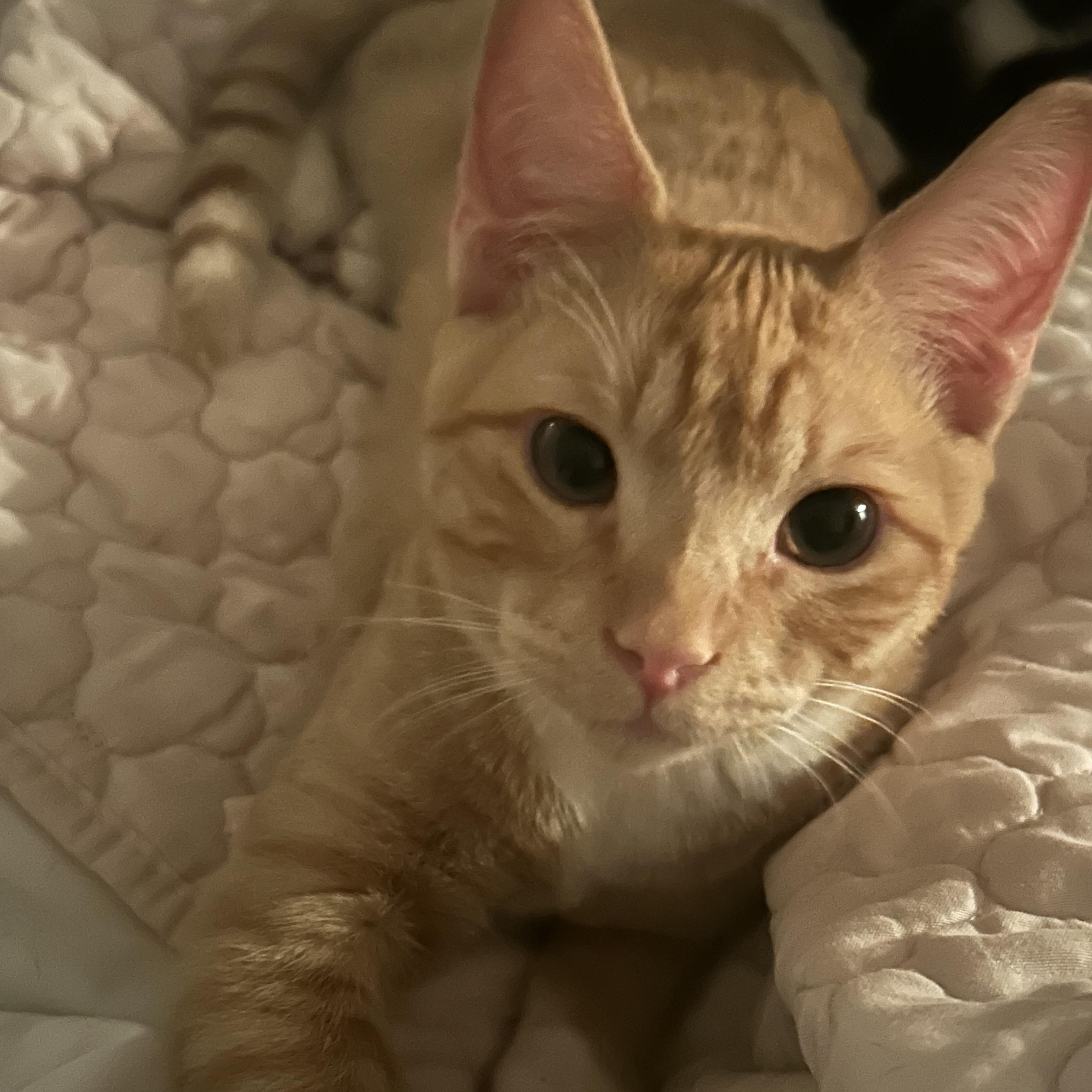 Enlarge Lewis, a Adoptable Domestic Short Hair in Tulsa, OK image 3/3