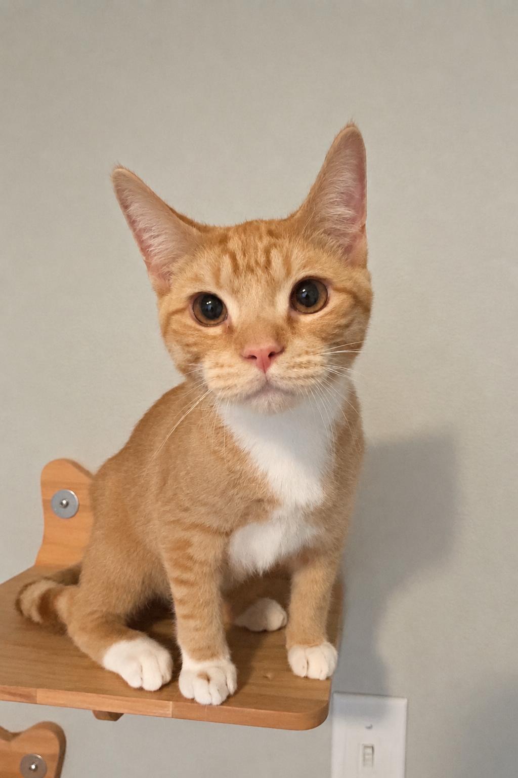 Enlarge Lewis, a Adoptable Domestic Short Hair in Tulsa, OK image 1/3