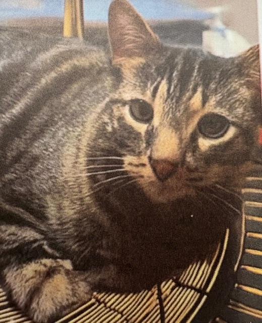 Rocky Tabby Cat