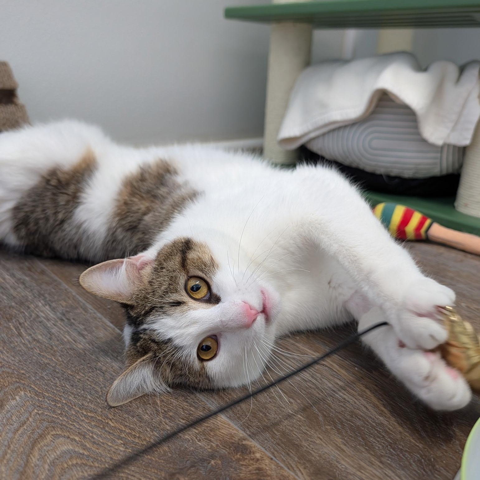 Enlarge Churro, an adopted Domestic Short Hair in Waynesville, NC image 2/4