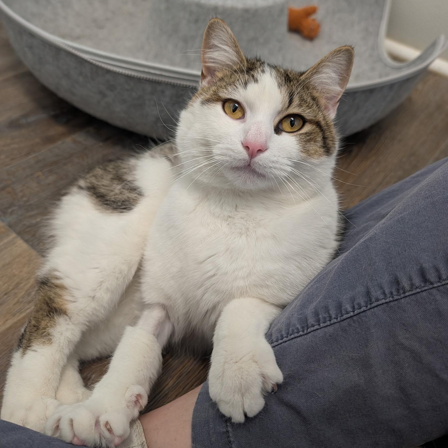 Churro, adopted, Young Male Domestic Short Hair.